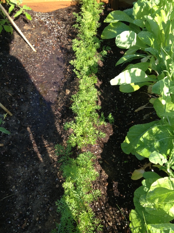 Zanahoria Short 'n Sweet Organic carrot variety from Burpee. Started from seed directly in the soil.